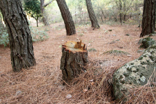 How Our Tree Care Process Works  in  Wellsville, MO